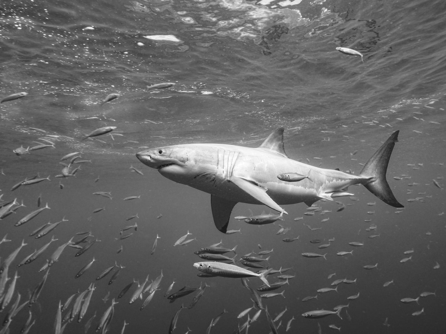 At the surface fototapet