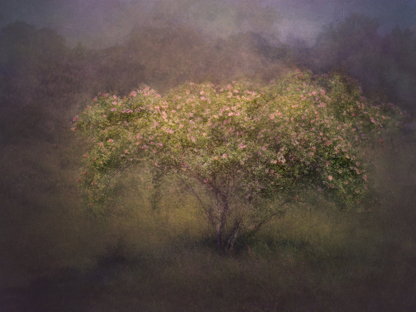 Wild roses fototapet