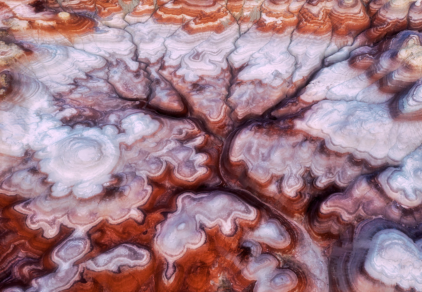 A Tree in the Desert fototapet