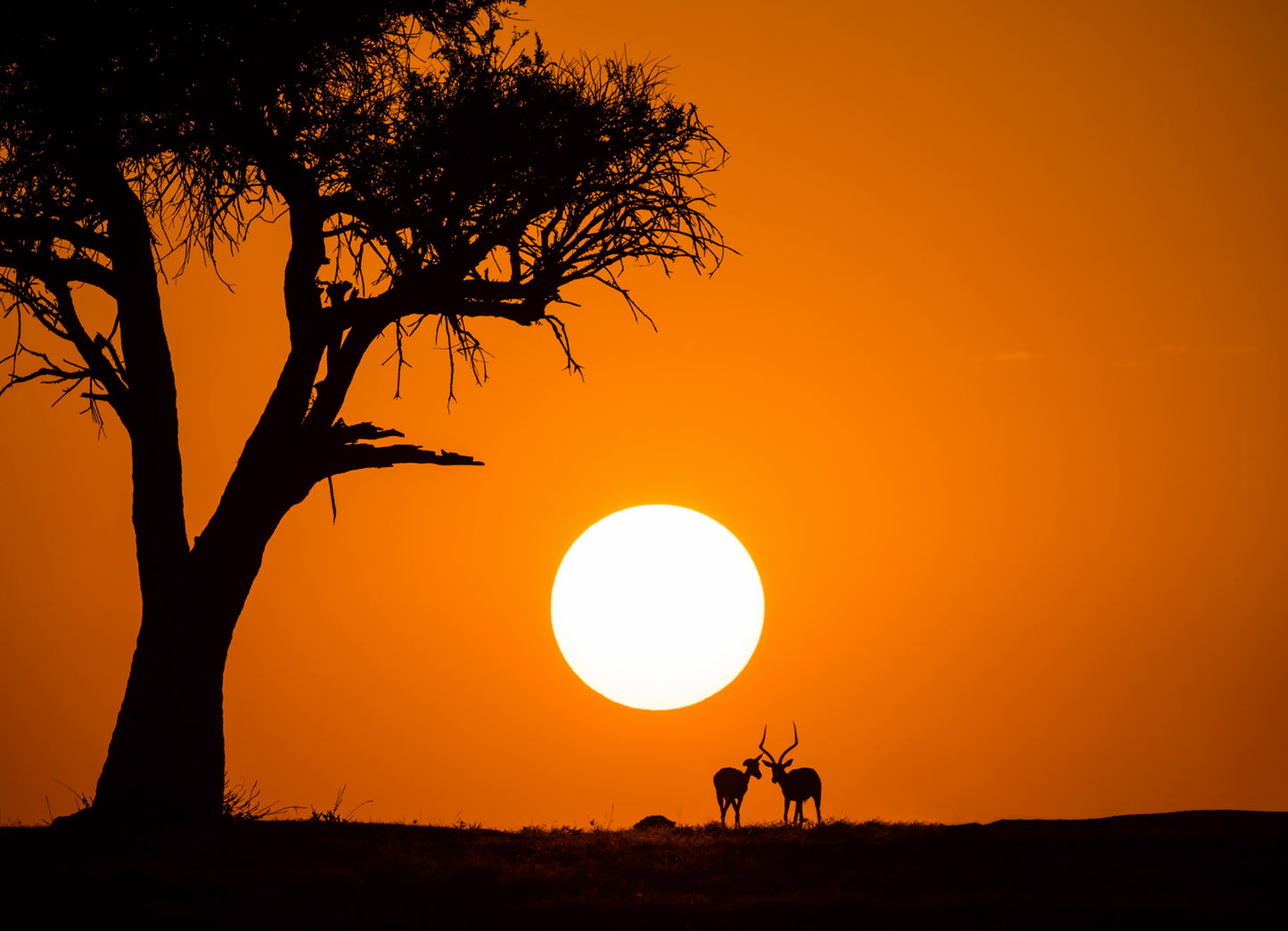 African Sunset fototapet
