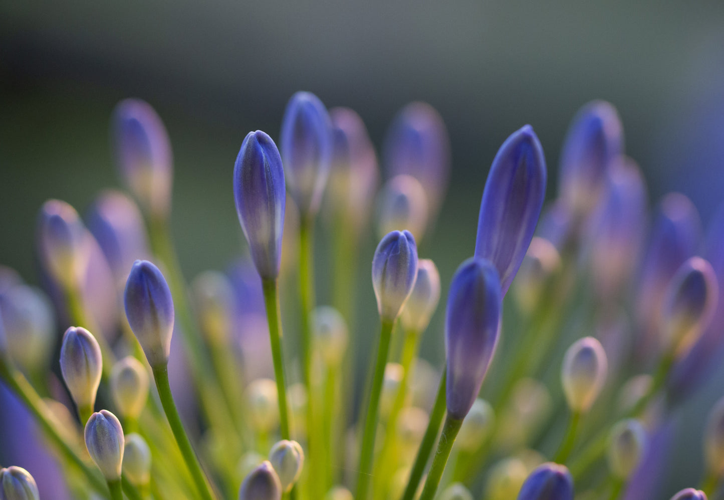 Agapanthus Closeup fototapet