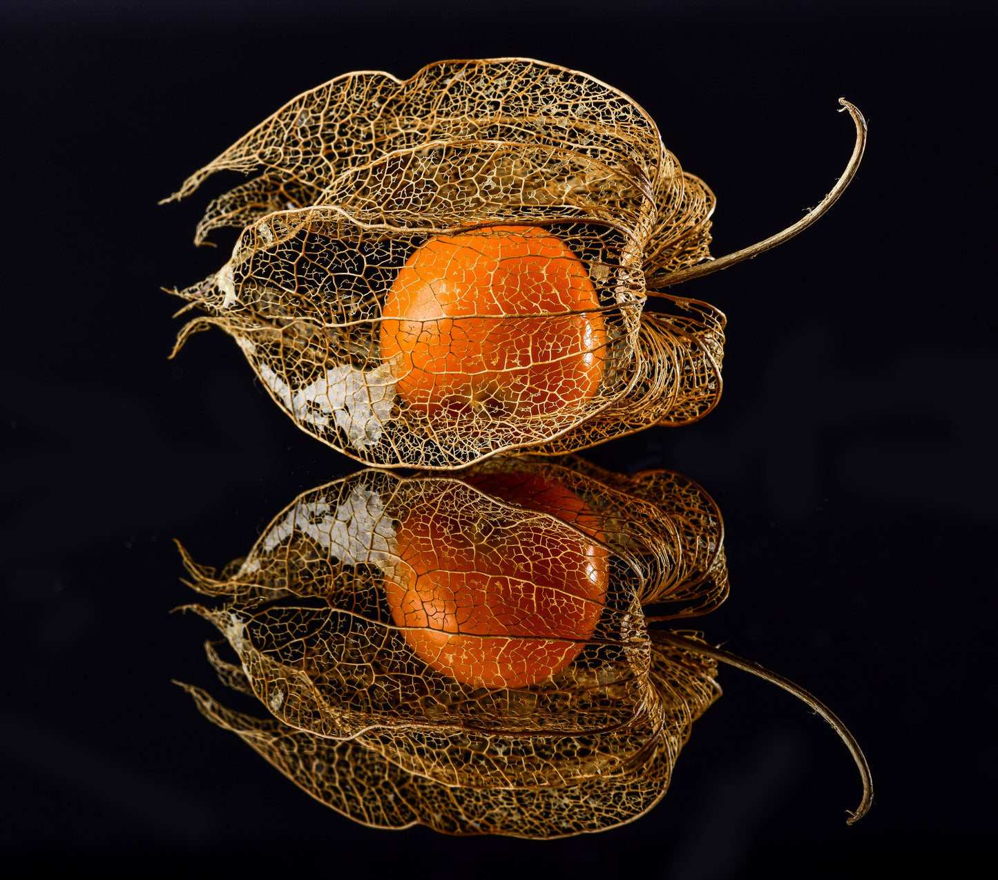 Physalis fototapet