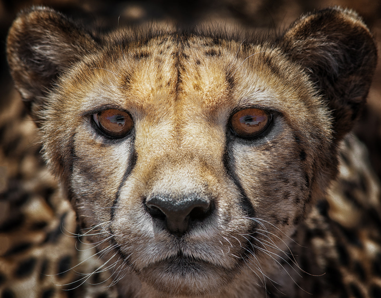 You know what, I see your car fototapet