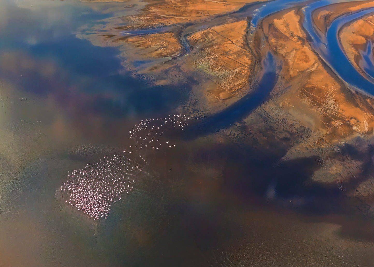 Aerial Flamingo fototapet