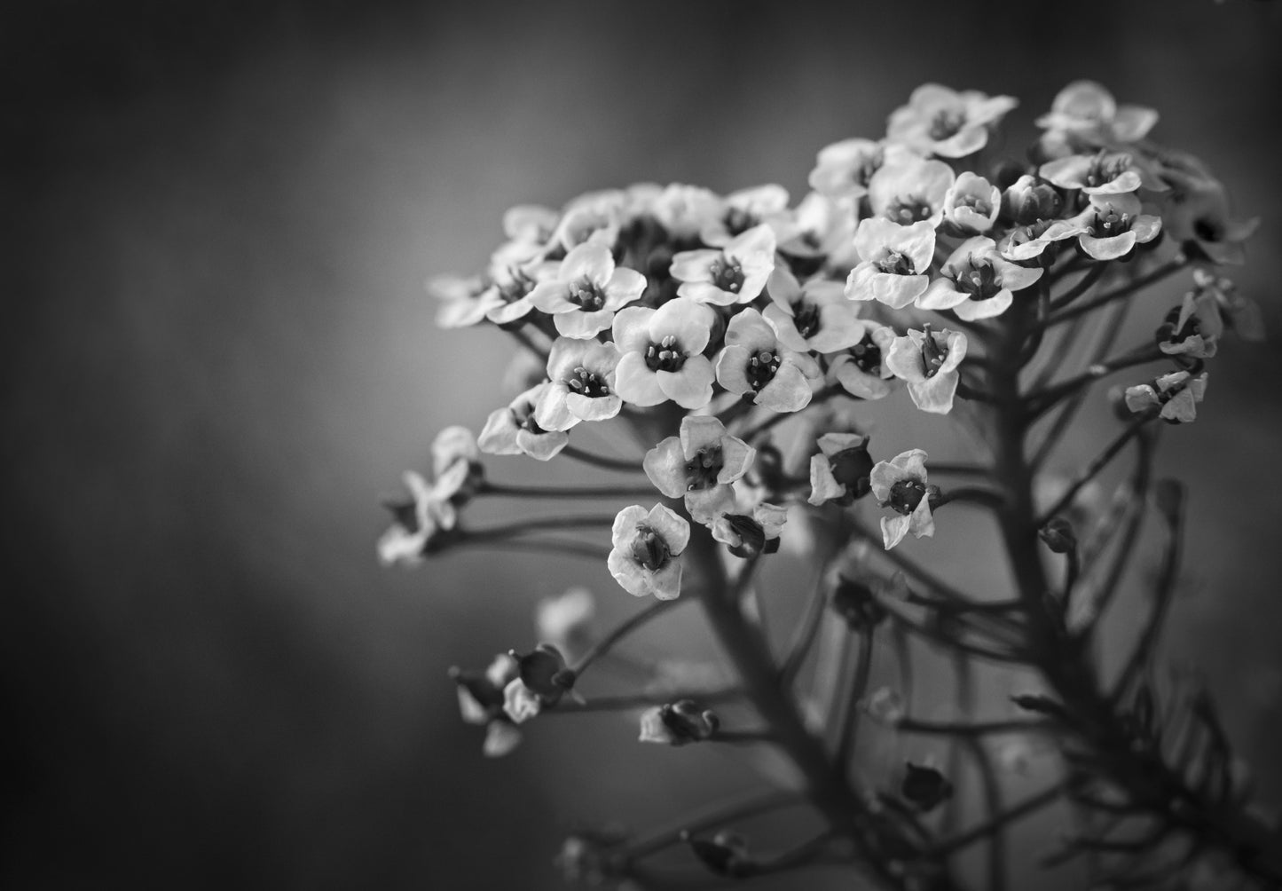 Alyssum Flowers fototapet