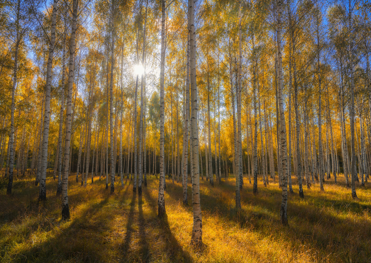 Autumn forest v3 fototapet