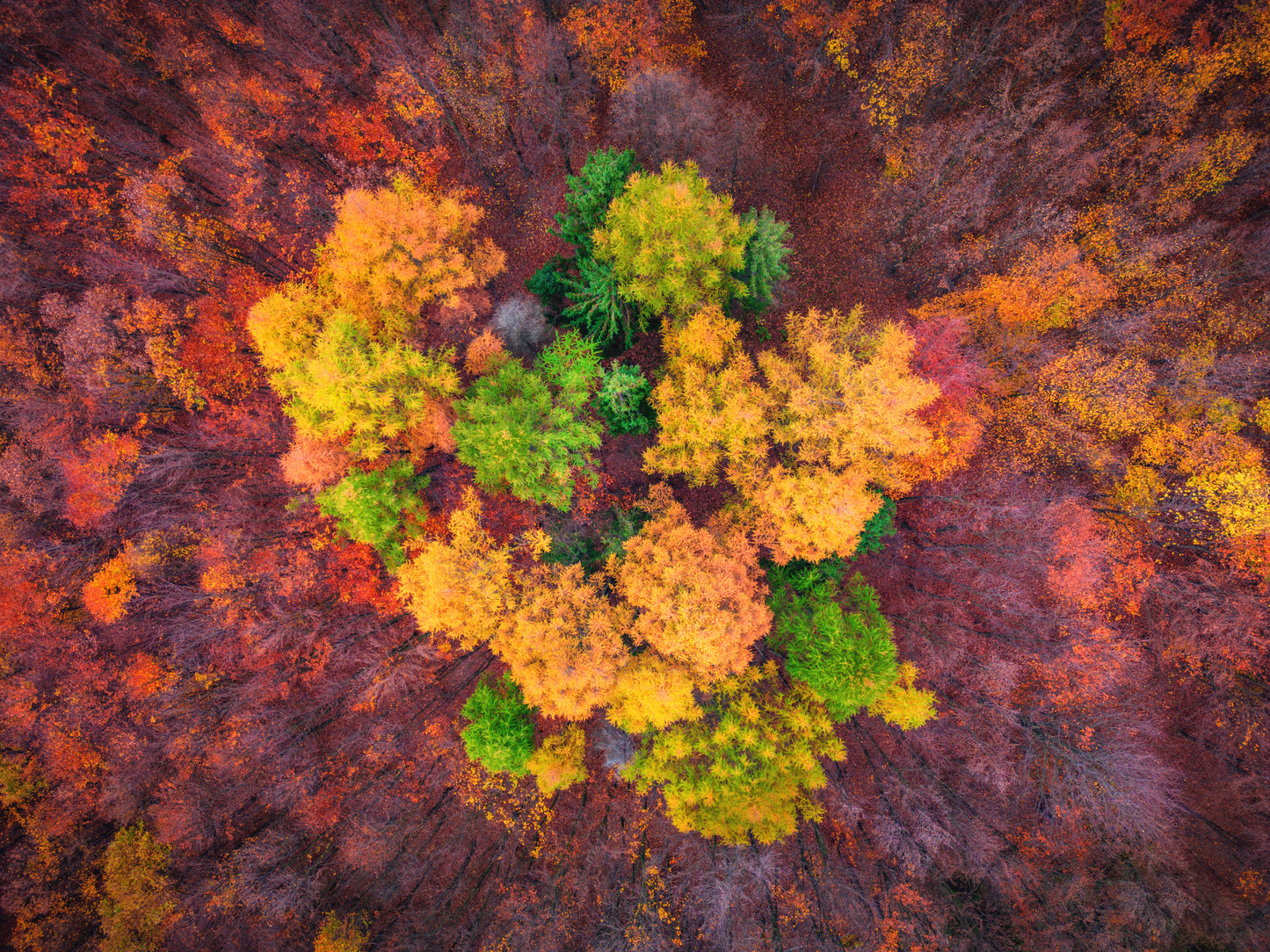 autumn flower fototapet