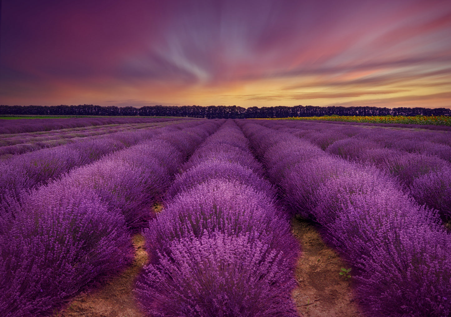 ...lavender field fototapet