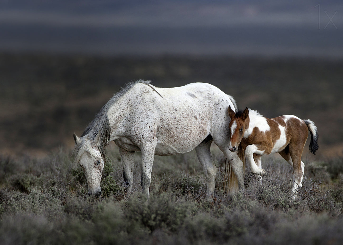 Wild Mustang Generations ... fototapet