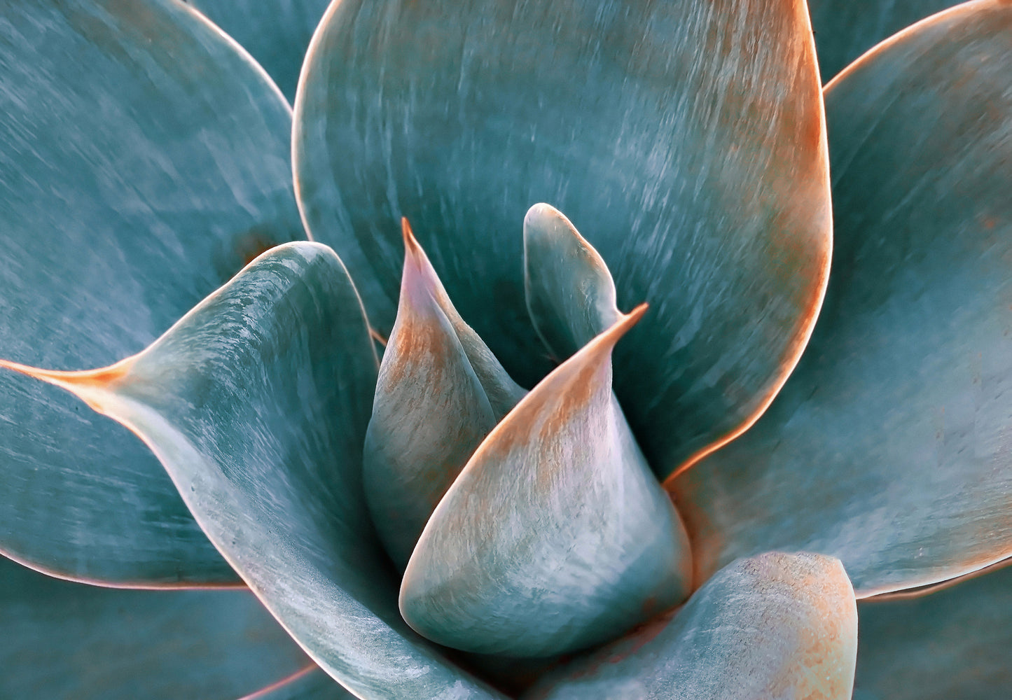 Agave Abstract in Spring fototapet