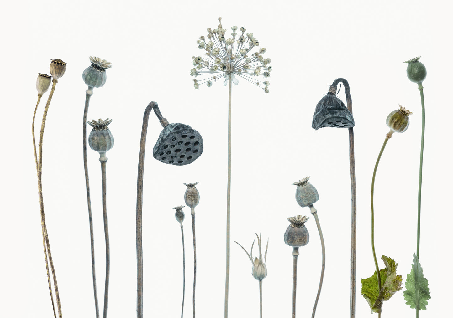 Seed heads fototapet