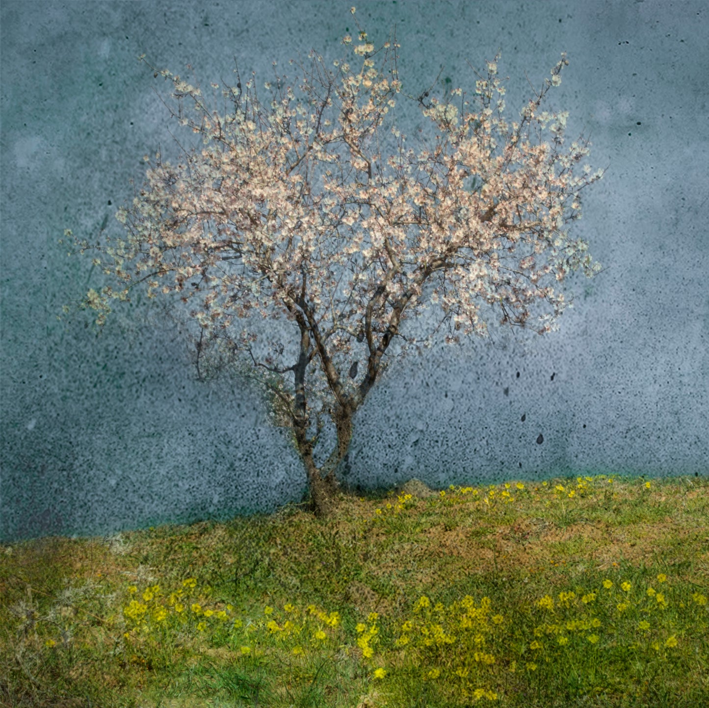 Almond tree fototapet