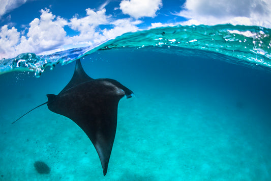 A reef manta ray in Mayotte fototapet