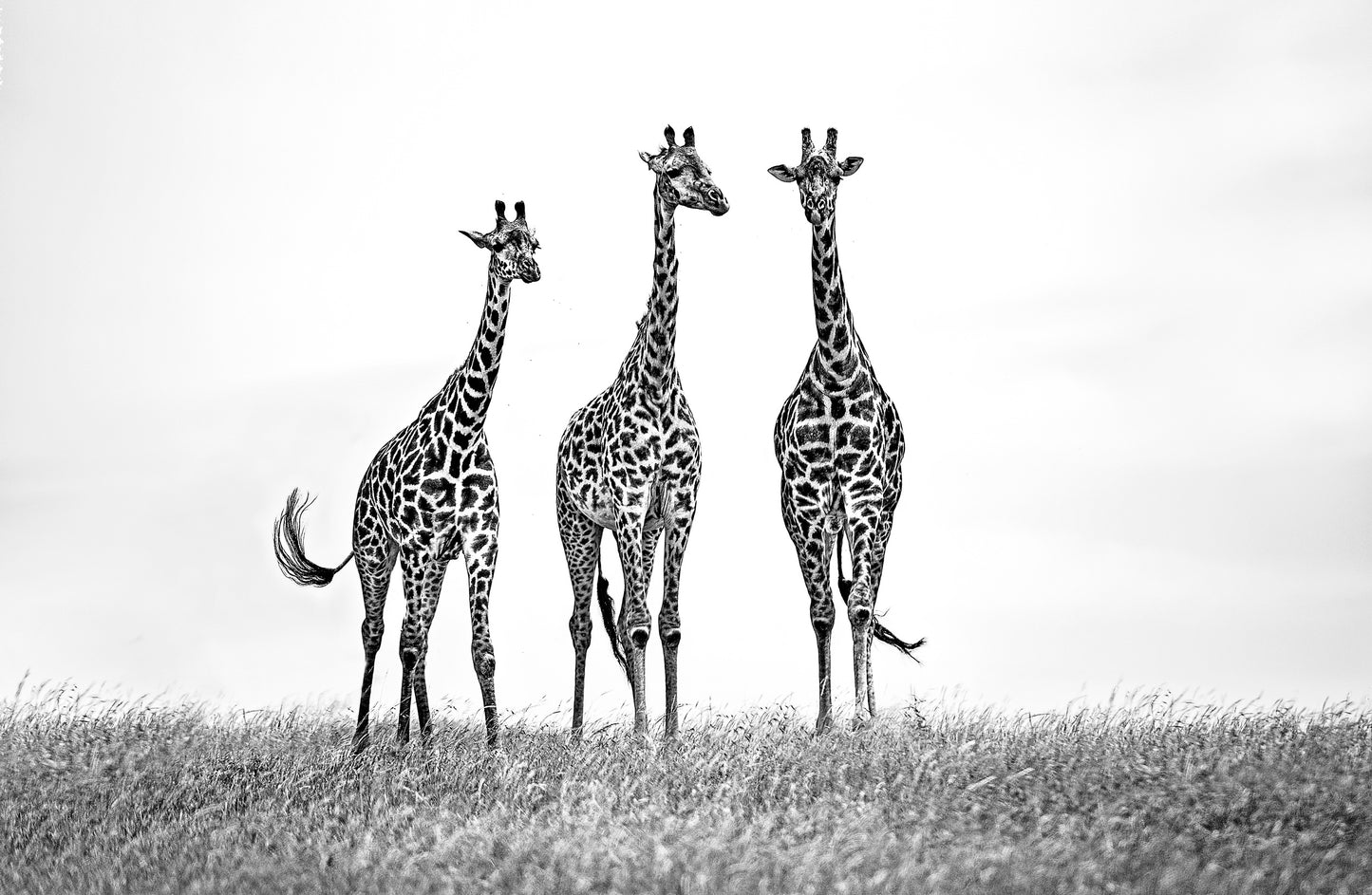 Giraffes in the  Mara plains fototapet