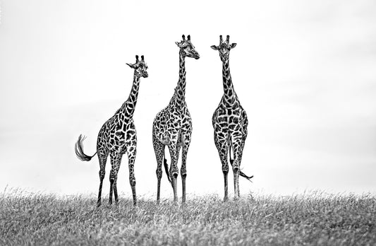 Giraffes in the  Mara plains fototapet