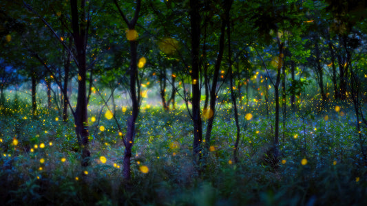Magic fireflies fototapet
