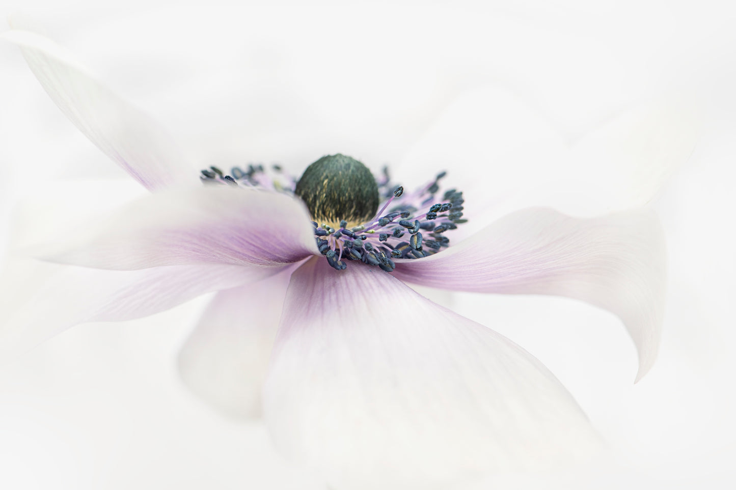 Simplicity fototapet