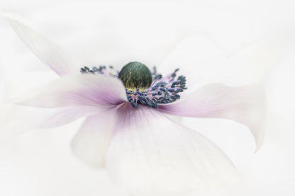 Simplicity fototapet