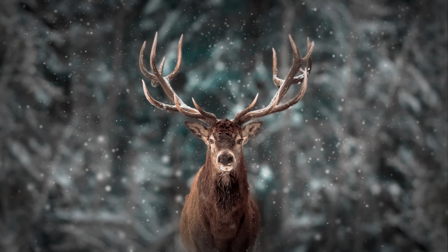 Deer King fototapet