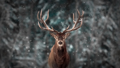 Deer King fototapet
