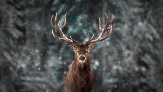 Deer King fototapet