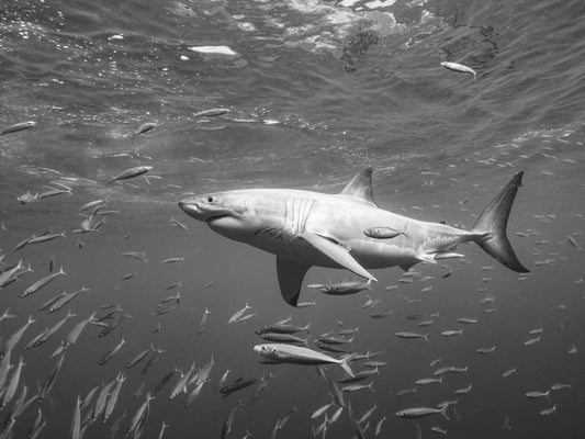 At the surface fototapet