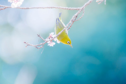 With the feelings of the spring moment fototapet