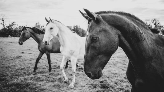 a short story about the foreground fototapet