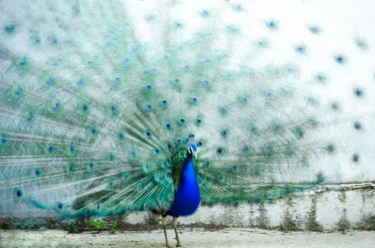 Peacock fototapet