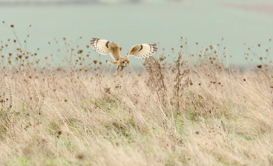 Hunting Short Eared Owl fototapet