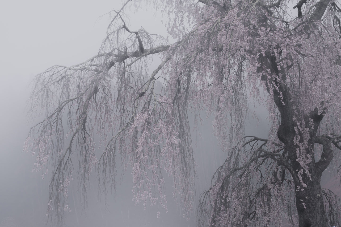 妖艶/bewitching fototapet