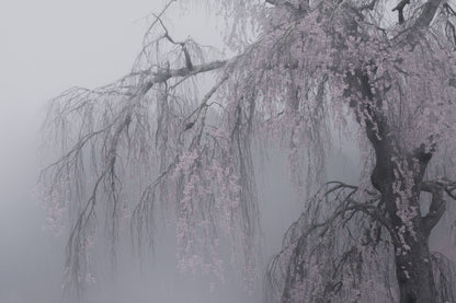 妖艶/bewitching fototapet