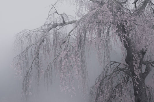 妖艶/bewitching fototapet