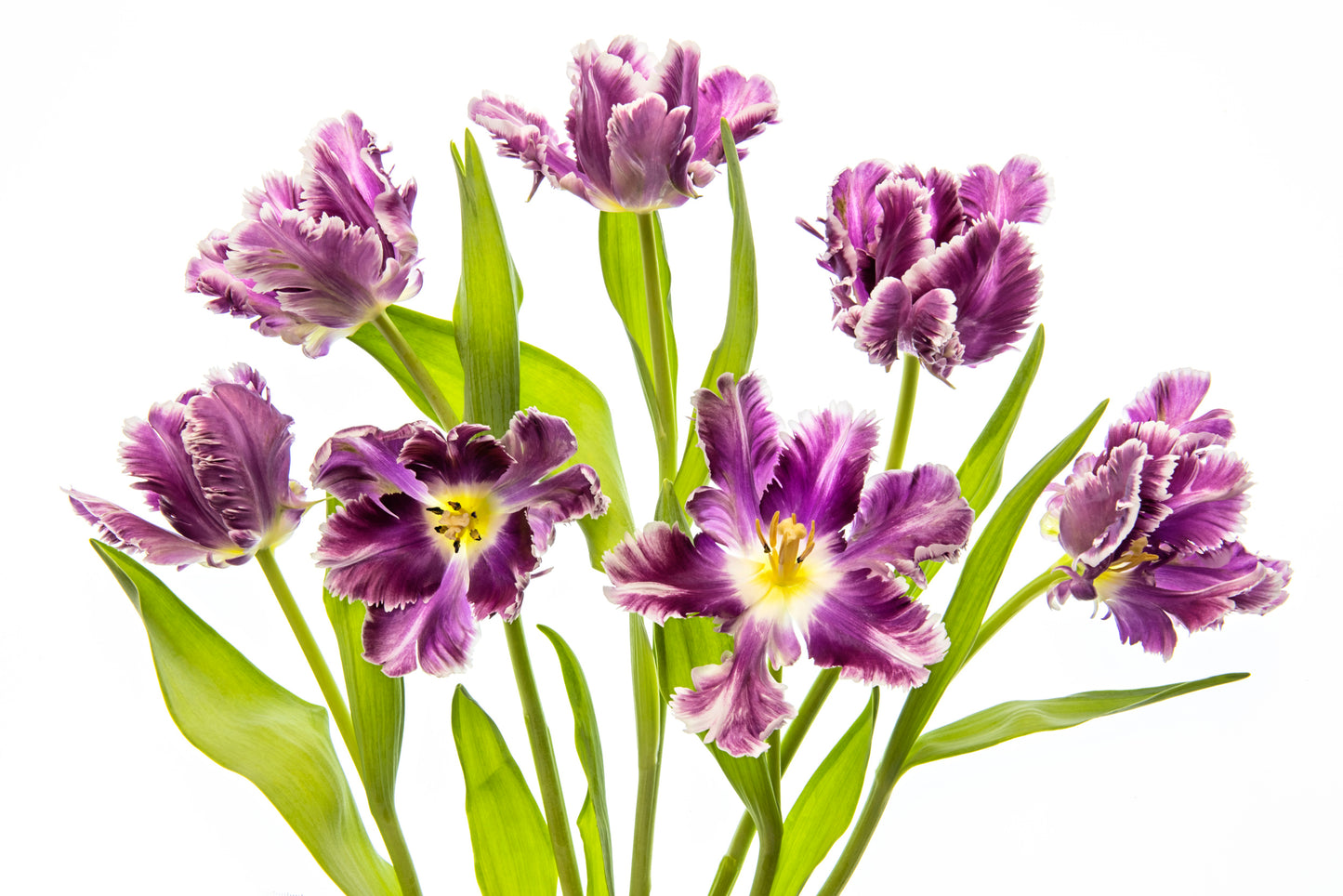 Vibrant Spring fototapet