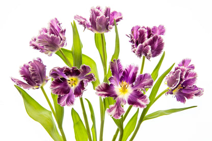 Vibrant Spring fototapet