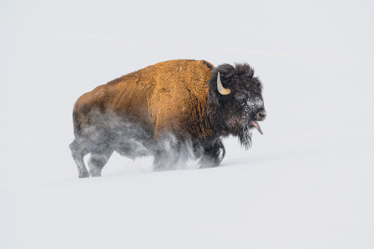 Bison in the Snow fototapet