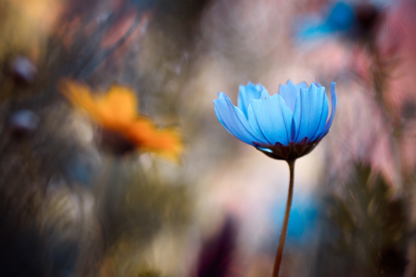 Do you wanna dance with me fototapet