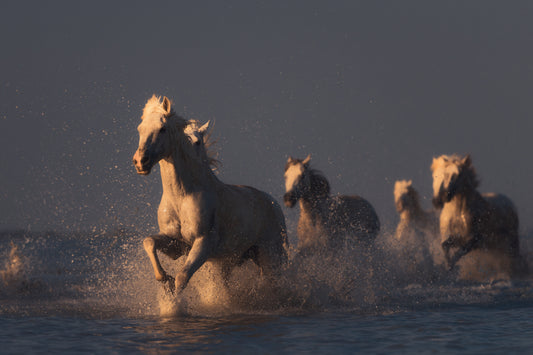horses in sunset light fototapet