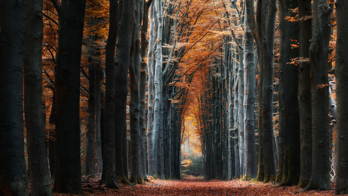 Autumn avenue fototapet