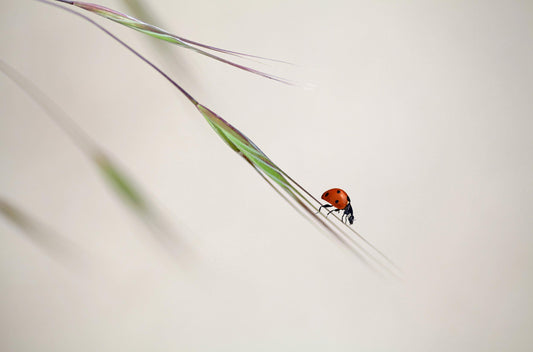 ladybug fototapet