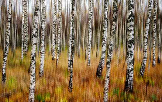 3D Birches fototapet