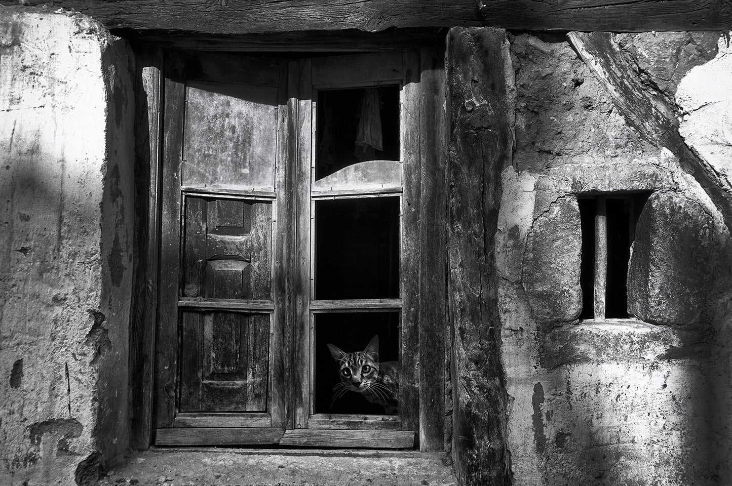 A curious cat fototapet