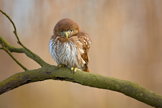 Ferruginous pygmy owl fototapet