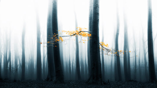 Speulder Revisited fototapet