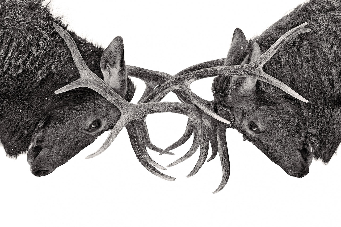 Eye to Eye - Elk fight fototapet