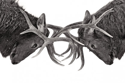 Eye to Eye - Elk fight fototapet