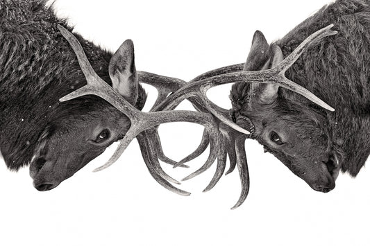 Eye to Eye - Elk fight fototapet
