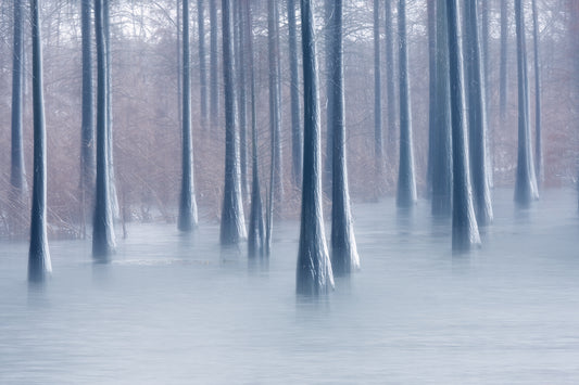 Woods in winter fototapet