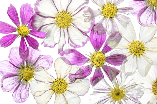 Keeping Summer fototapet