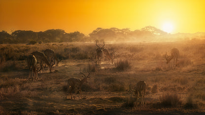 African atmosphere at sunset  A734493 fototapet